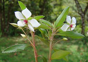 Sauvagesia erecta.jpg