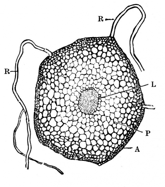 Archivo:Secc transv tallito.JPG