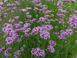 Verbena-purpura.jpg