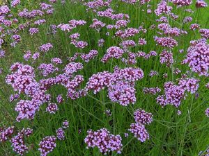 Verbena-purpura.jpg