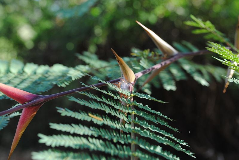 Archivo:Acacia collinsii 4.jpg