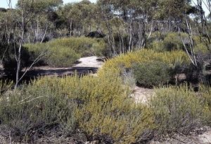 Acacia evenulosa.jpg