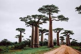 Baobao Africano.jpg