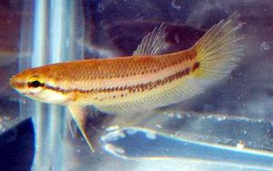 BettaAkarensis2.jpg