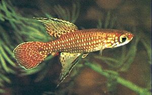 Campellolebias brucei.jpg