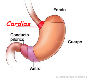 Cardias.png