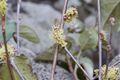 Croton fantzianus 3.jpg