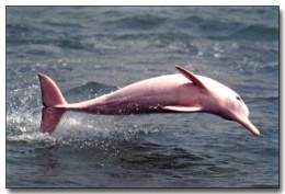 Delphin rosado.jpg