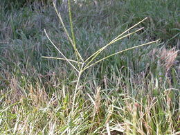 Digitaria sanguinalis.jpg
