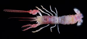 Dinochelus-ausubeli-2.jpg