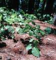 Miniatura de la versión del 10:59 7 abr 2011
