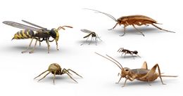 Insectos.jpg