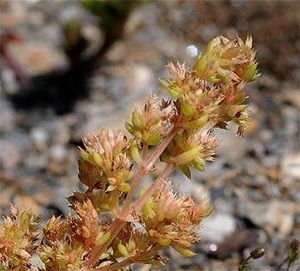 Loeflingiahispanica2.jpg