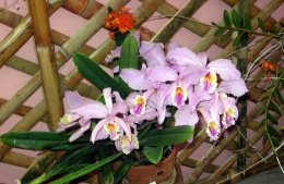 Tercer festival NAcional de Orquideas.JPG