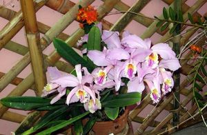 Tercer festival NAcional de Orquideas.JPG