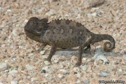 Camaleon-namaquensis.jpg