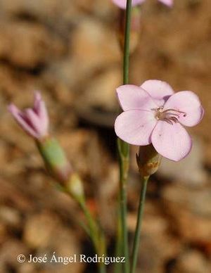 Clavel del Monte.jpg