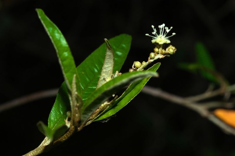 Archivo:Croton uruguayensis 2.jpg