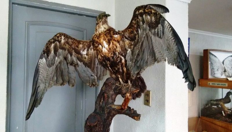 Archivo:Ejemplar donado al museo.jpg