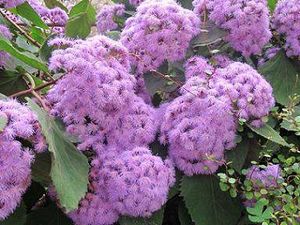 Eupatorium21.jpg