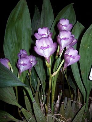 Orquídea Bifrenaria.jpg