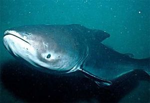 Pangasianodon gigas.jpg