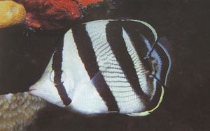 Pez mariposa bandeado.jpg.jpg