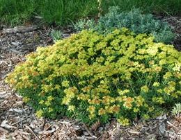 Sedum-kamtschaticum.jpg