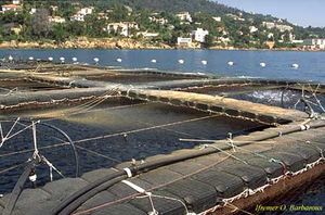 Zeo-aquaculture.jpg