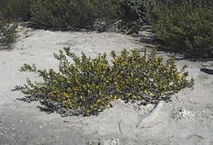 Acacia dermatophylla.jpg