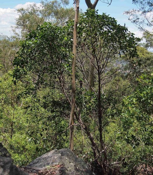 Archivo:Acacia flavescens 2.jpg
