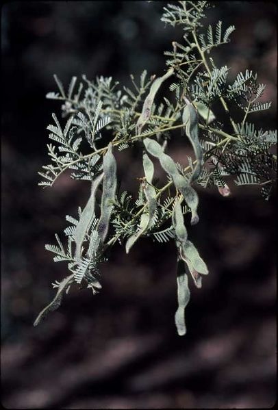 Archivo:Acacia leptoclada 3.jpg