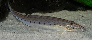Acantopsis choirorhynchus.jpg