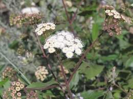 Ageratina adenophora.jpg