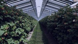 Agrovoltaica.jpg