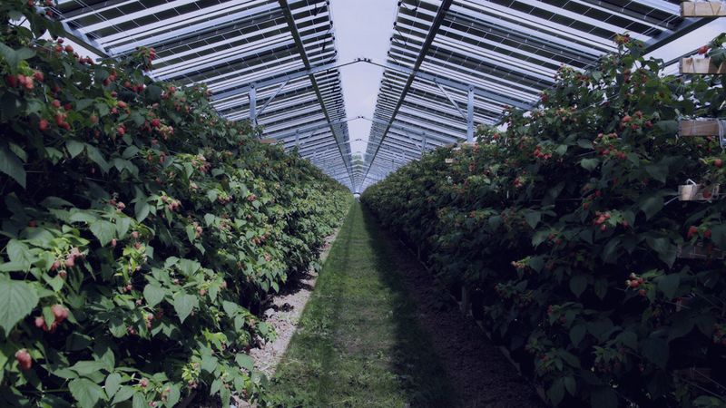 Archivo:Agrovoltaica.jpg