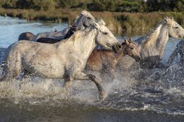Dia Mundial del Caballo.jpg