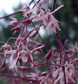 Epidendrum diffusum.JPG
