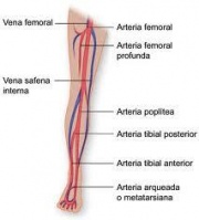 Foto de arteria y venas d la pierna.JPG