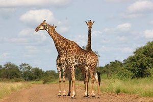 Krugerfotos.jpg
