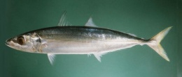 Macarela Salmón 1.jpeg