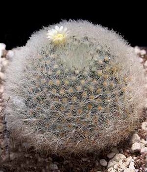 Mammillaria albicoma.JPG