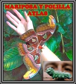 MariposaypolillaAtlas.jpg