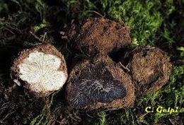 Pachyporus1960.jpg