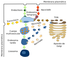 Trafico-endosomas.png