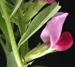 Vicia sativa.jpg
