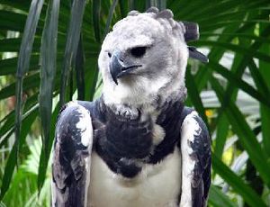Águila monera filipina.JPG