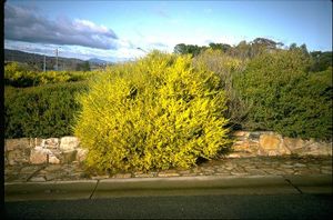 Acacia flexifolia.jpg