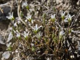Arenaria armerina.jpg