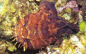 Batrachoides gilberti.jpg